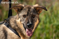 Pavarotti (2 Jahre)- Sucht neue Bühne