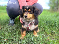PEACHES, verschmuste Mischlingshündin, ca. 4 Jahre, 24cm, 7,