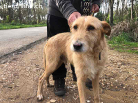 Peanut – kennt das Leben im Haus