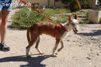 Peluso – kleiner Wirbelwind mit großem Herzen