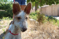 Peluso – kleiner Wirbelwind mit großem Herzen