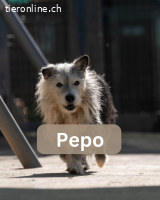 PEPO, m., Mischling, geb. 2010 oder 2012