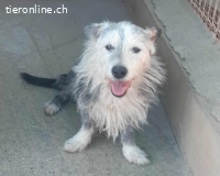 PEPO, m., Mischling, geb. 2010 oder 2012