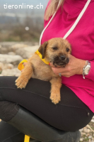 Pepper (3Monate)- sucht ihr Glück