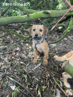 Pepper (3Monate)- sucht ihr Glück