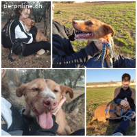 Perico, m./kastr., geb. ca. 07/2015, Grösse 49 cm/20 kg