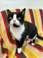 Perillitas, w./kastr., geb. 11/2024