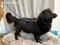 Peter Pan, lieber, fröhlicher und aufgeschlossener Hundebub