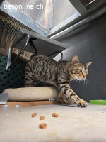 Pfiffiger, verschmuster Juri (1.5J) gebt ihm eine Chance!