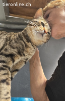 Pfiffiger, verschmuster Juri (1.5J) gebt ihm eine Chance!