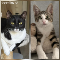 PFLEGESTELLE FUER KATZEN AUS DEM TIERSCHUTZ GESUCHT