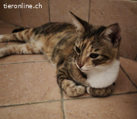 PFLEGESTELLE FUER KATZEN AUS DEM TIERSCHUTZ GESUCHT