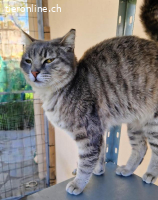 PFLEGESTELLE FUER KATZEN AUS DEM TIERSCHUTZ GESUCHT