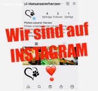 Unterstützung in Katzen Verein gesucht D-CH-F