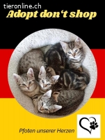 Unterstützung in Katzen Verein gesucht D-CH-F