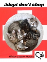 Unterstützung in Katzen Verein gesucht D-CH-F