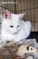 Pflegestellen für mutterlose Kitten aus Rhodos GR