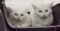 Pflegestellen für mutterlose Kitten aus Rhodos GR