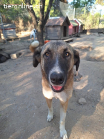 Phoenix - liebevoller Hund sucht Geborgenheit