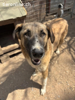 Phoenix - liebevoller Hund sucht Geborgenheit
