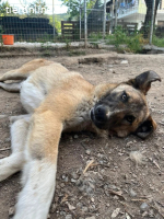 Phoenix - liebevoller Hund sucht Geborgenheit