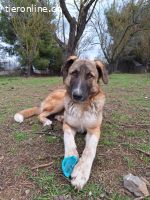 Phoenix - liebevoller Hund sucht Geborgenheit