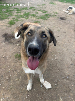 Phoenix - liebevoller Hund sucht Geborgenheit
