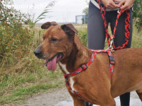 PICUR, freundlicher RIDGEBACK-MIX-RÜDE, CA. 9J., 57CM, 36KG