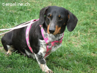 PICURKA, noch ängstliche Mischlingshündin, ca. 7 Jahre, 11kg