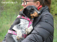 PICURKA, noch ängstliche Mischlingshündin, ca. 7 Jahre, 11kg