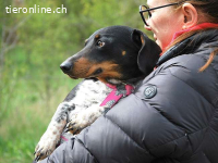 PICURKA, noch ängstliche Mischlingshündin, ca. 7 Jahre, 11kg