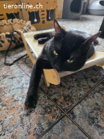 Piky – schwarzer Schönling mit goldenen Augen