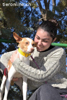 Pincho -  ein wunderschöner Podenco sucht sein Zuhause