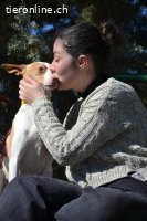 Pincho -  ein wunderschöner Podenco sucht sein Zuhause