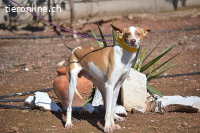 Pincho -  ein wunderschöner Podenco sucht sein Zuhause
