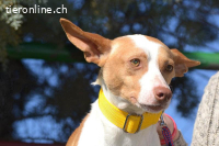 Pincho -  ein wunderschöner Podenco sucht sein Zuhause