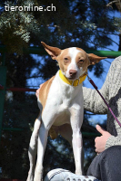 Pincho -  ein wunderschöner Podenco sucht sein Zuhause