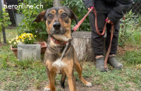 Pircsi-2, ruhige Hündin