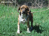 PIRI, liebenswertes Mischlingsmädchen, ca.3 Mo., 24cm, 4,3kg