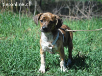 PIRI, liebenswertes Mischlingsmädchen, ca.3 Mo., 24cm, 4,3kg