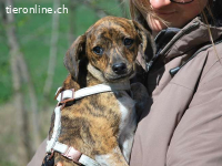PIRI, liebes Mixmädel, ca.3 Mo.,24cm,4,3kg *PS 96450 Coburg*