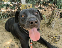 Piton, menschenbezogener, lieber und freundlicher Hund