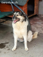 Pluto - träumt von großen Spaziergängen und einem Körbchen