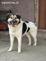 Pluto - träumt von großen Spaziergängen und einem Körbchen