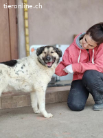 Pluto - träumt von großen Spaziergängen und einem Körbchen