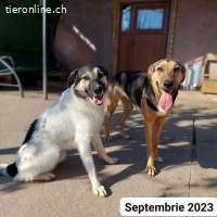 Pluto - träumt von großen Spaziergängen und einem Körbchen