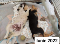 Pluto - träumt von großen Spaziergängen und einem Körbchen