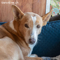 Joe - Podenco-Mann braucht endlich eine Couch!