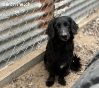 Poetyi-8, liebe und freundliche Vierbeinerin