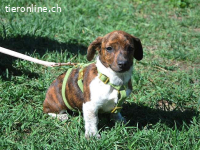 POLA, süßes Mischlingsmädchen, ca. 3 Monate, 21cm, 3,2kg